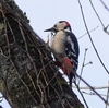 日本　2023年12月18日の文殊山の野鳥たち