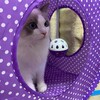 ふくちゃん、猛スピードで走り回る