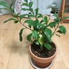 ガジュマルを植え替えました