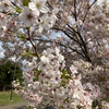 地元の桜：境川沿い遊歩道　千葉県浦安市
