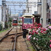 まんぼぅくん、都電とバラ🌹　三ノ輪橋駅　その2