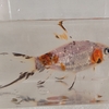 金魚の気になる白い点々は