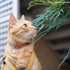 ８年目の地上（虫注意）
