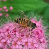 シマハナアブ Eristalis cerealis