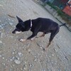 老犬ホームあん｜新人さん コーラ^^