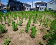 空き地の気になる植物〈前編〉