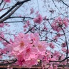 光陽桜