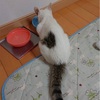 子猫と羊羹