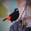 コシアカフウキンチョウ(Cherrie&amp;#039;s Tanager)