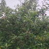 このリンゴ、どうすれば〜と、嬉しい悲鳴