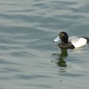 横浜駆け足観光４　スズガモその他の鳥＆今日の独り言