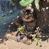 祝！ジブリパーク開園　ラピュタの島　友ヶ島に行ってきた。