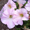 ペチュニア Petunia x hybrida