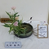 戸塚文化協会華道部様による2月の生け花