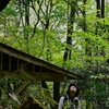 初夏の三辻の森遊山　さくら