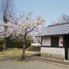 【春爛漫。桜効果でトイレさえ清々しい】