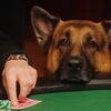 ハドソン＆レックス〜セントジョンズ警察シェパード犬刑事〜Hudson&Rex☆S4-15