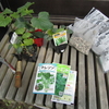 夏野菜の苗の植え付けをしました