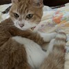 荒れている庭