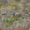 美しく愛らしいコミミズクの飛翔