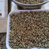 コーヒー焙煎 エルサルバドル SHGパカマラ ナチュラル