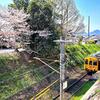 ことでん挿頭丘駅で見た桜