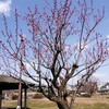 芸のない市内の公園への散策記事