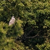 干潟のある公園っていいよなって／東京港野鳥公園にて