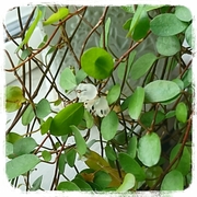 ワイヤープランツに実が Lien 寒冷地でひっそり暮らし