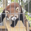  レッサーパンダ大人気　公開半年の熊本市動植物園