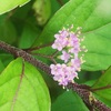 コムラサキの花