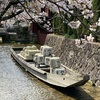 高瀬川一之舟入の桜