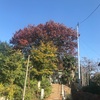 八坂神社＠本庄市