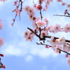 春は重ね着の季節。