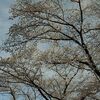 急ぐ桜