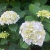 紫陽花白から青、紫へ　あっと言う間に夏の風