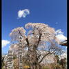 西方寺のしだれ桜・・