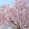 妙心寺退蔵院の桜2021。見ごろや開花状況。