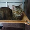 猫は…遊ばれる(号外あり)