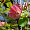 花梨の花 2014 春