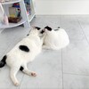 「下痢の原因は猫草かも」続き。結構大変な猫草騒動でした