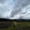2023/04/08 土曜日　サクラ散り始め