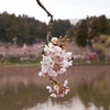 東金の八鶴湖にて花見