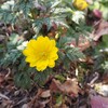 庭の花々