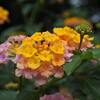 トウモロコシの花とウチワサボテンの花、その他