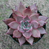 【エケベリア紹介 5】ロメオ Echeveria agavoides 'Romeo'