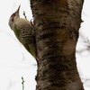 緑啄木鳥（アオゲラ）♀