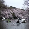 春爛漫、物欲まみれの、我が家です。