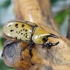 ティティウスシロカブト終了