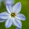 ハナニラ（花韮）